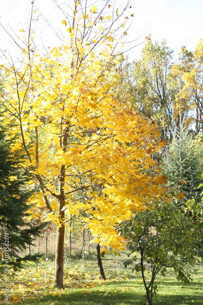 Beautiful trees with colorful leaves growing in autumnal park Beautiful trees with colorful leaves growing in autumnal park