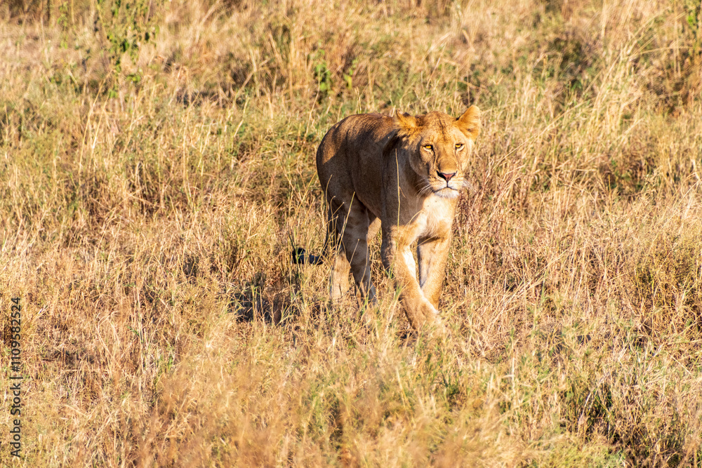 Telephoto of a female lion -Panthera Leo- in the Serengeti, Tanzania Telephoto of a female lion -Panthera Leo- in the Serengeti, Tanzania