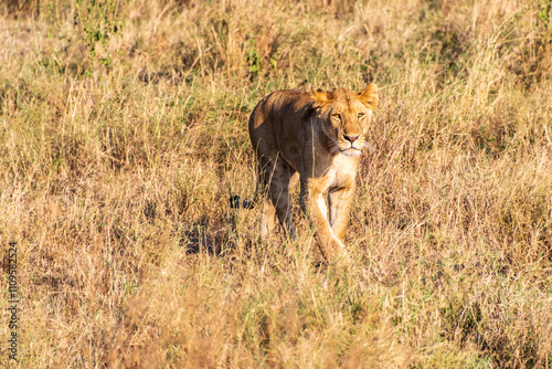 Telephoto of a female lion -Panthera Leo- in the Serengeti, Tanzania