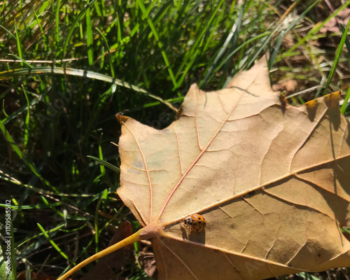 Ladybug On Leaf In Grass In Sunlight