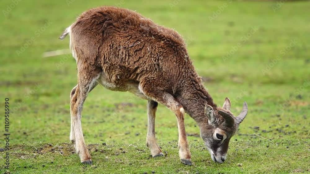 young mouflon eats grass on a green meadow. slow motion young mouflon eats grass on a green meadow. slow motion