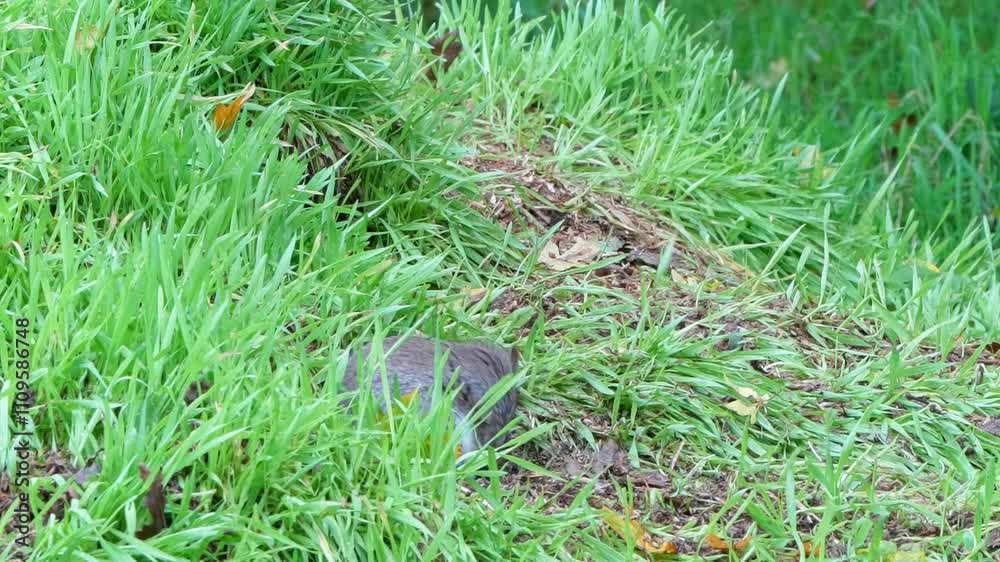 close-up of a feeding grey squirrel (Sciurus carolinensis) close-up of a feeding grey squirrel (Sciurus carolinensis)