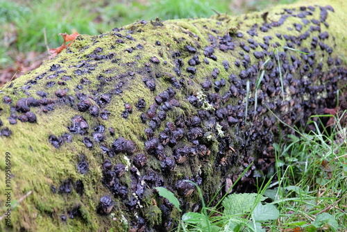 Hypoxylon fuscum, commonly called the Hazel Woodwart fungus. photo