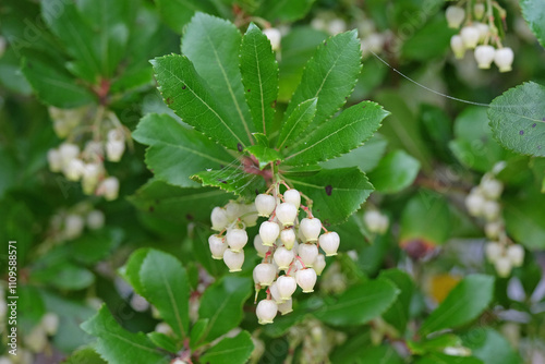 White flowers, of the Arbutus unedo, commonly known as strawberry tree, in flower. photo