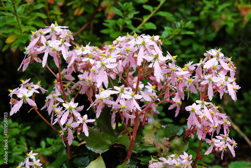 Photography Pink Saxifraga ‘Sibyll Trelawney JP’, also known as Saxifrage, in flower