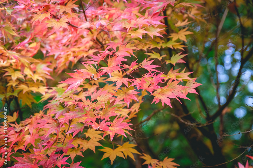 The orange and pink autumn foliage Acer palmatum, Japanese maple ‘Orange Dream’. The orange and pink autumn foliage Acer palmatum, Japanese maple ‘Orange Dream’.