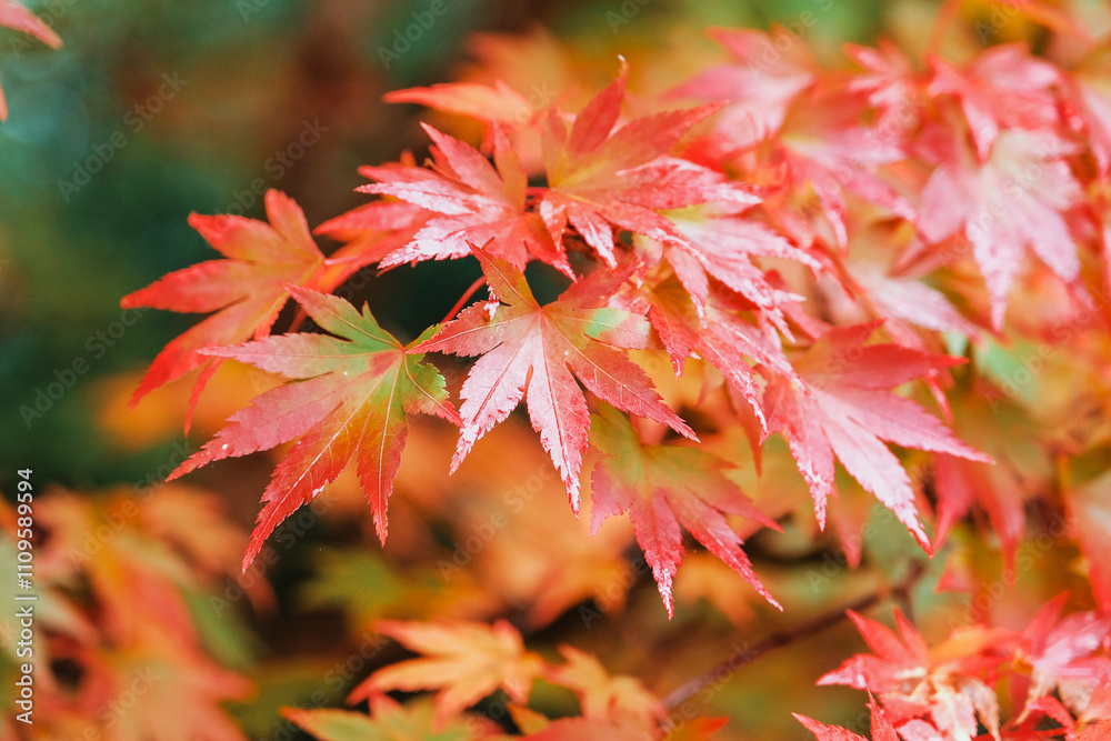 The orange and pink autumn foliage Acer palmatum, Japanese maple ‘Orange Dream’. The orange and pink autumn foliage Acer palmatum, Japanese maple ‘Orange Dream’.