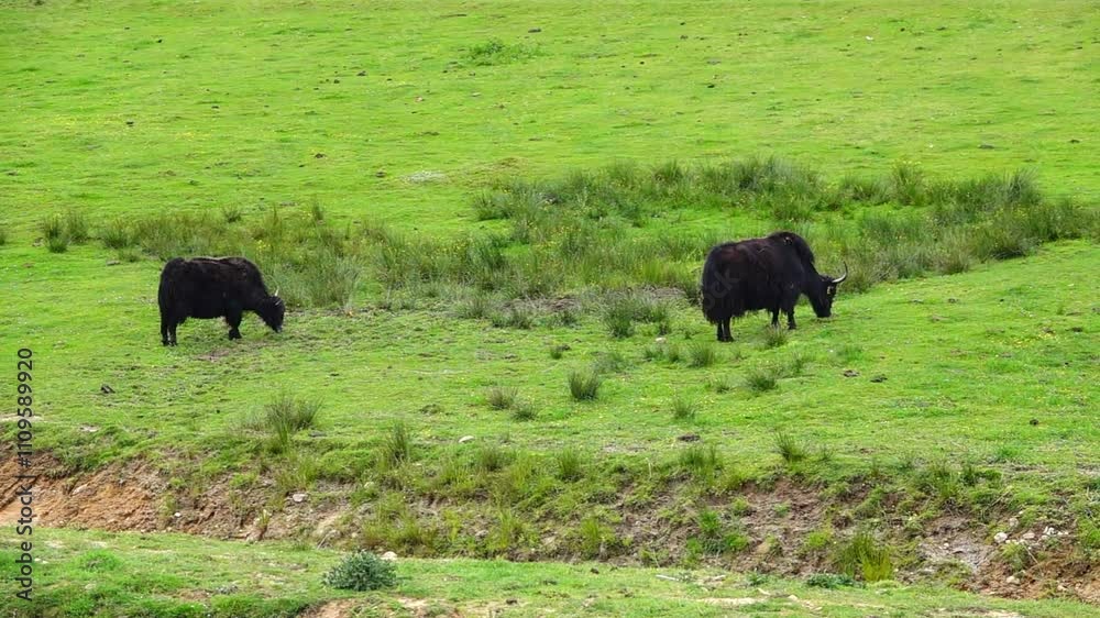 two domestic yak (bos grunniens) eats grass on a green meadow. slow motion two domestic yak (bos grunniens) eats grass on a green meadow. slow motion