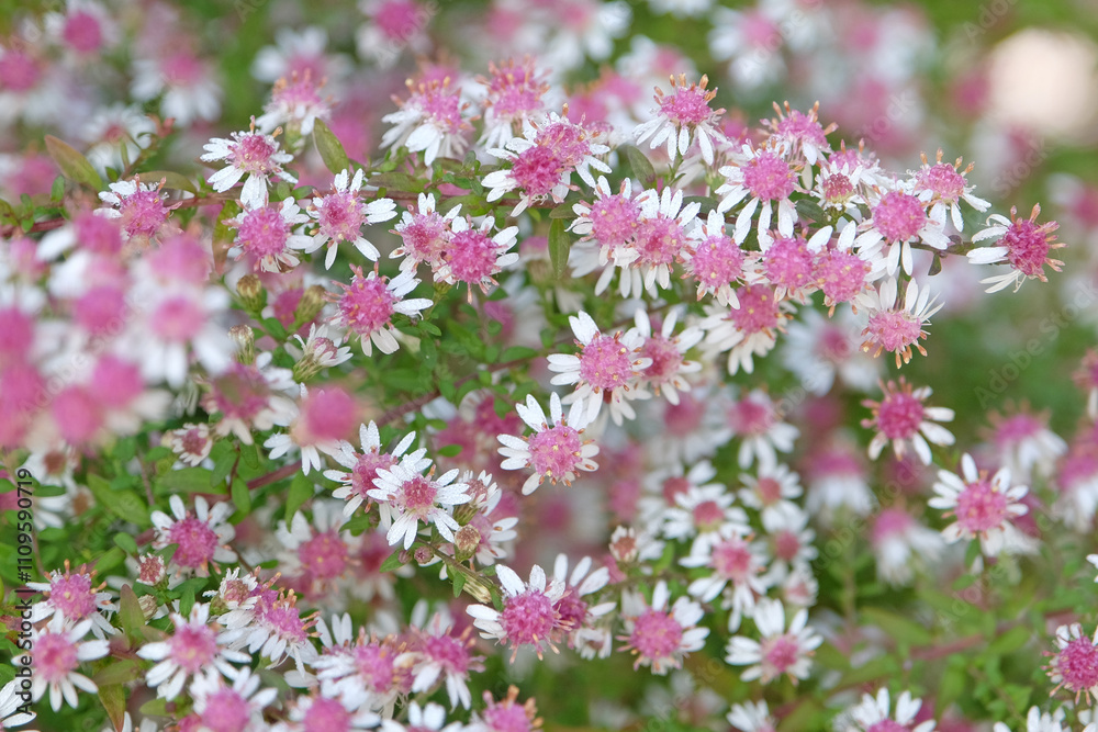 Dainty white and pink Aster lateriflorus ‘Lady In Black’ in flower. Dainty white and pink Aster lateriflorus ‘Lady In Black’ in flower.