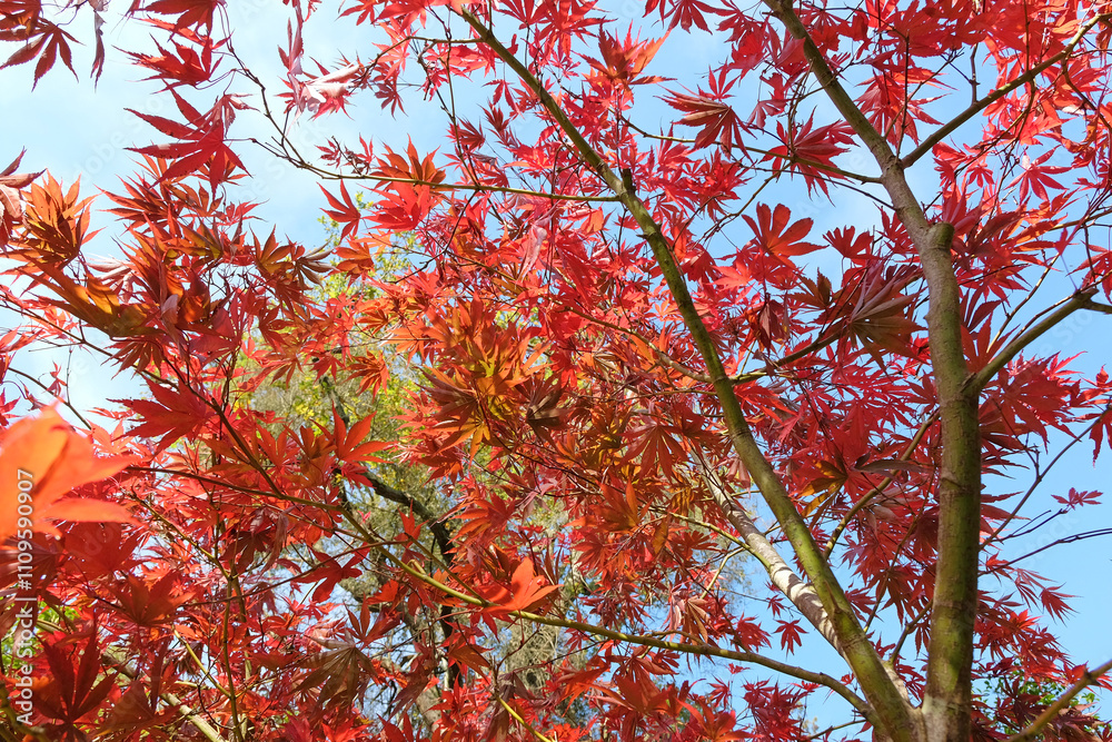 The red autumn foliage Acer palmatum, Japanese maple ‘Shojo shidare’. The red autumn foliage Acer palmatum, Japanese maple ‘Shojo shidare’.