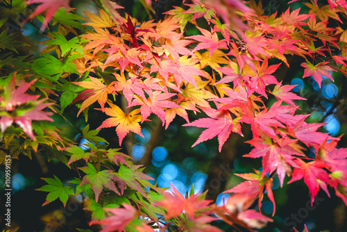 The orange and pink autumn foliage Acer palmatum, Japanese maple ‘Orange Dream’.