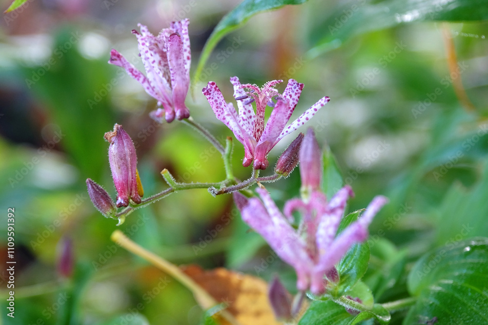 Purple Tricyrtis hirta ‘Taiwan Atrianne’, Japanese Toad Lily, in flower. Purple Tricyrtis hirta ‘Taiwan Atrianne’, Japanese Toad Lily, in flower.