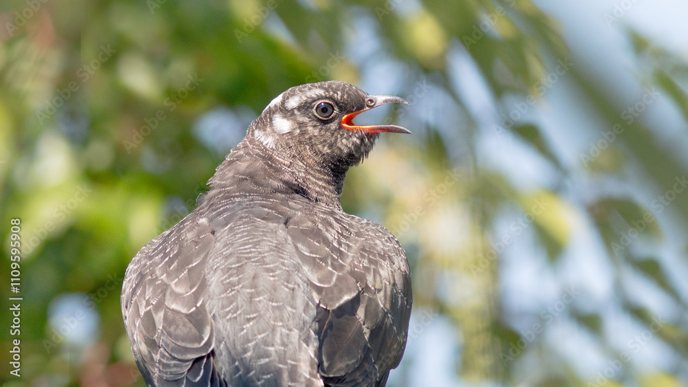 Fototapeta premium winged blackbird