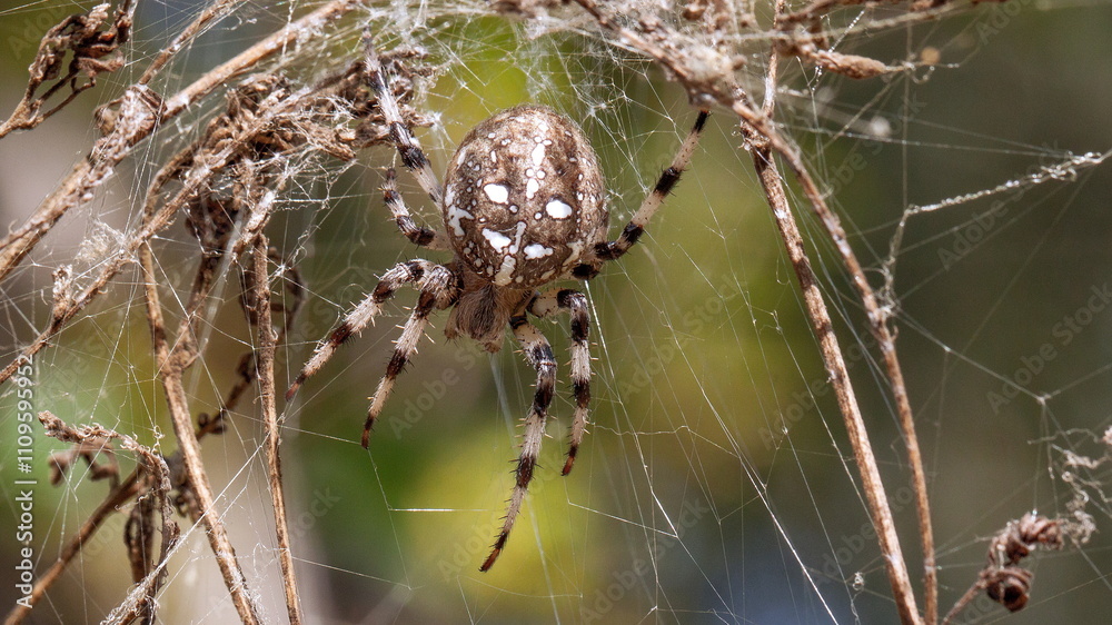 spider on web spider on web