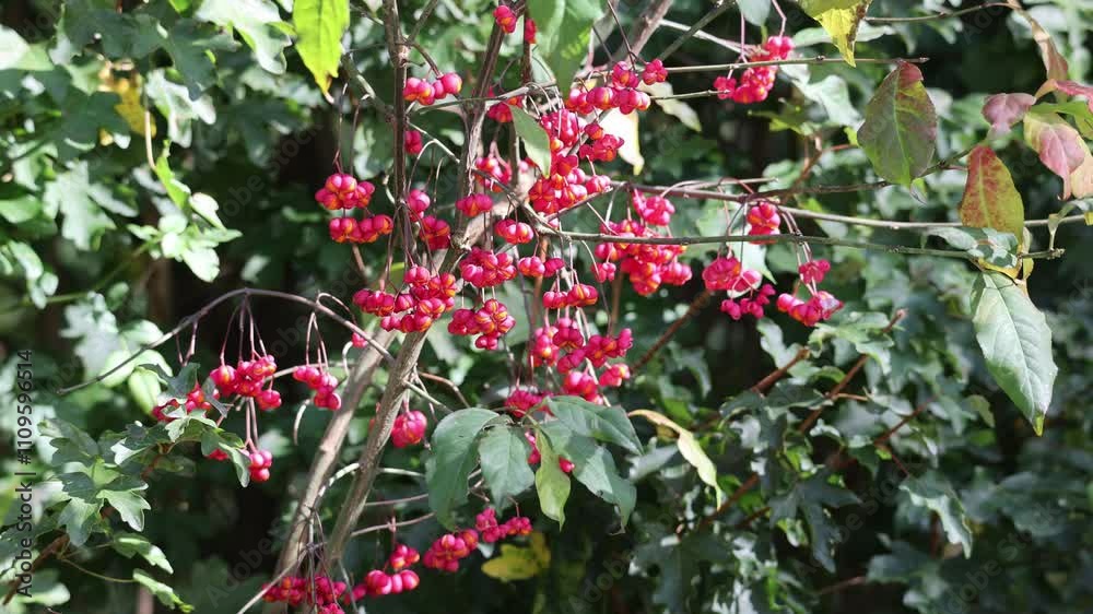 Common spindle bush Common spindle bush