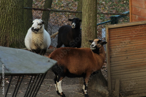 Sheep of Cameroon portrait. Cameroon sheep or Cameroon Dwarf is a Cameroonian breed of domestic sheep. Portrait of brown sheep of Cameroon Ovis aries the mouth open with the teeth clearly visible
 photo