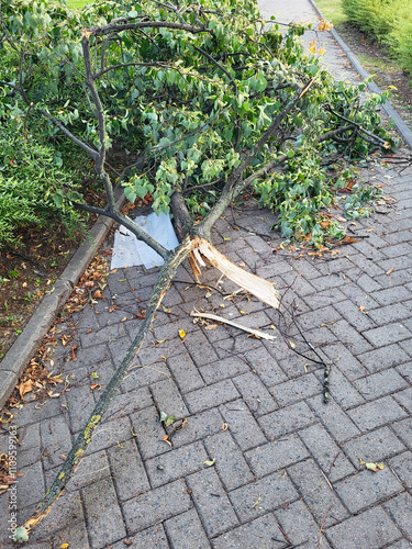 Fallen tree branch lies on sidewalk. Aftermath of windy storm. Urban storm damage. Large broken tree branch blocking sidewalk after severe winds..