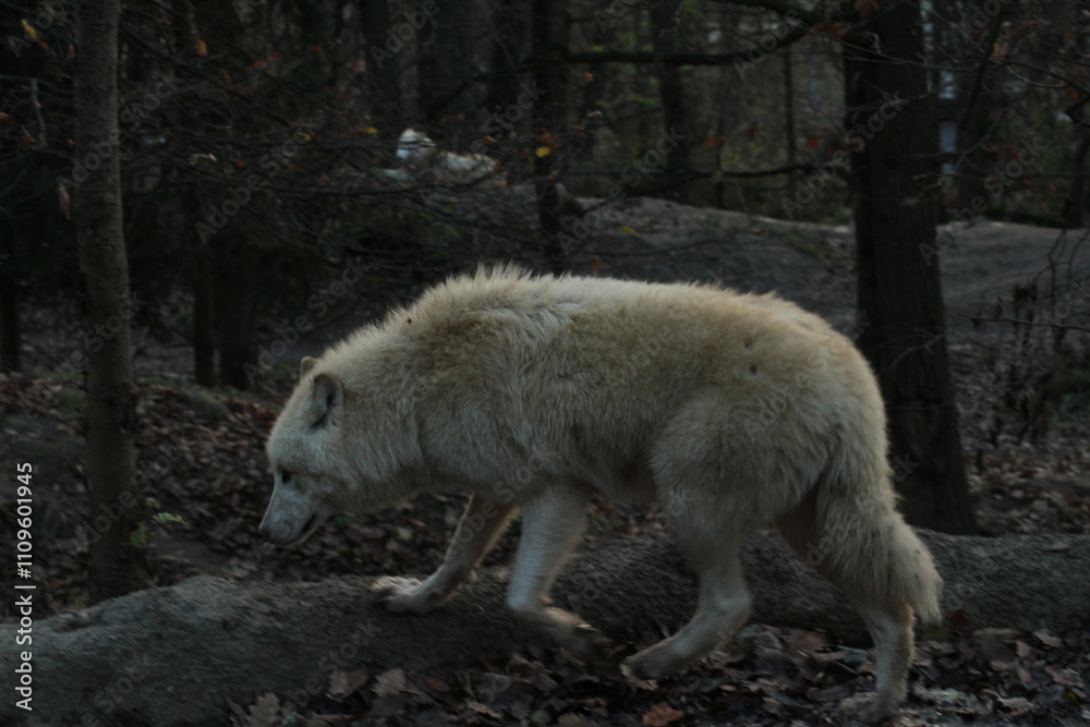 An arctic wolf -canis lupus arctos- standing amongst fallen trees in a wolf sanctuary. male Arctic wolf (Canis lupus arctos). Iconic White arctic wolf from wolves laughing meme in Zoo Brno An arctic wolf -canis lupus arctos- standing amongst fallen trees in a wolf sanctuary. male Arctic wolf (Canis lupus arctos). Iconic White arctic wolf from wolves laughing meme in Zoo Brno