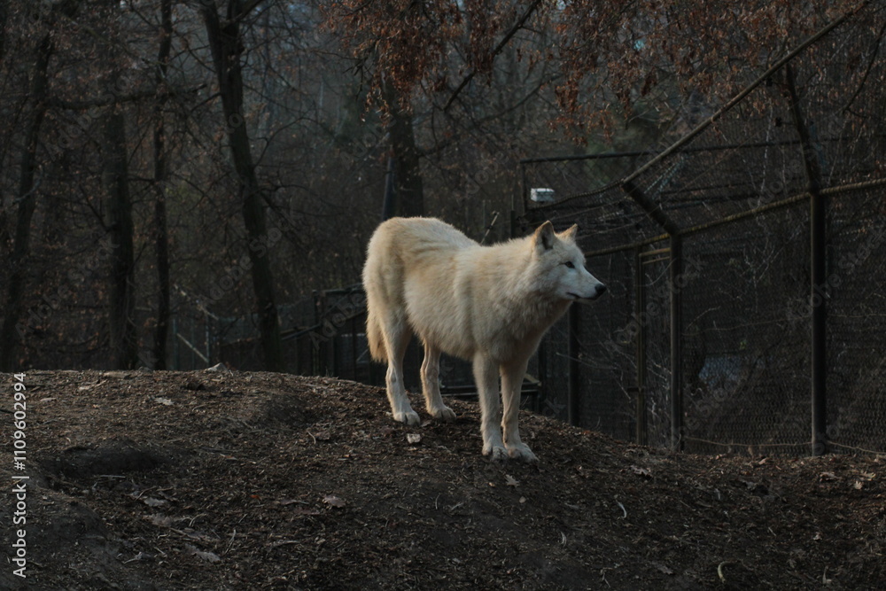 An arctic wolf -canis lupus arctos- standing amongst fallen trees in a wolf sanctuary. male Arctic wolf (Canis lupus arctos). Iconic White arctic wolf from wolves laughing meme in Zoo Brno An arctic wolf -canis lupus arctos- standing amongst fallen trees in a wolf sanctuary. male Arctic wolf (Canis lupus arctos). Iconic White arctic wolf from wolves laughing meme in Zoo Brno