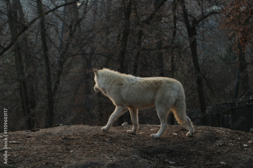 An arctic wolf -canis lupus arctos- standing amongst fallen trees in a wolf sanctuary. male Arctic wolf (Canis lupus arctos). Iconic White arctic wolf from wolves laughing meme in Zoo Brno An arctic wolf -canis lupus arctos- standing amongst fallen trees in a wolf sanctuary. male Arctic wolf (Canis lupus arctos). Iconic White arctic wolf from wolves laughing meme in Zoo Brno