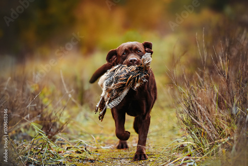 Photography chocolate labrador retriever retrieving pheasant in a field