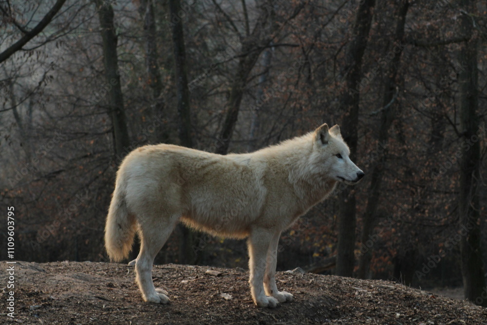 An arctic wolf -canis lupus arctos- standing amongst fallen trees in a wolf sanctuary. male Arctic wolf (Canis lupus arctos). Iconic White arctic wolf from wolves laughing meme in Zoo Brno An arctic wolf -canis lupus arctos- standing amongst fallen trees in a wolf sanctuary. male Arctic wolf (Canis lupus arctos). Iconic White arctic wolf from wolves laughing meme in Zoo Brno