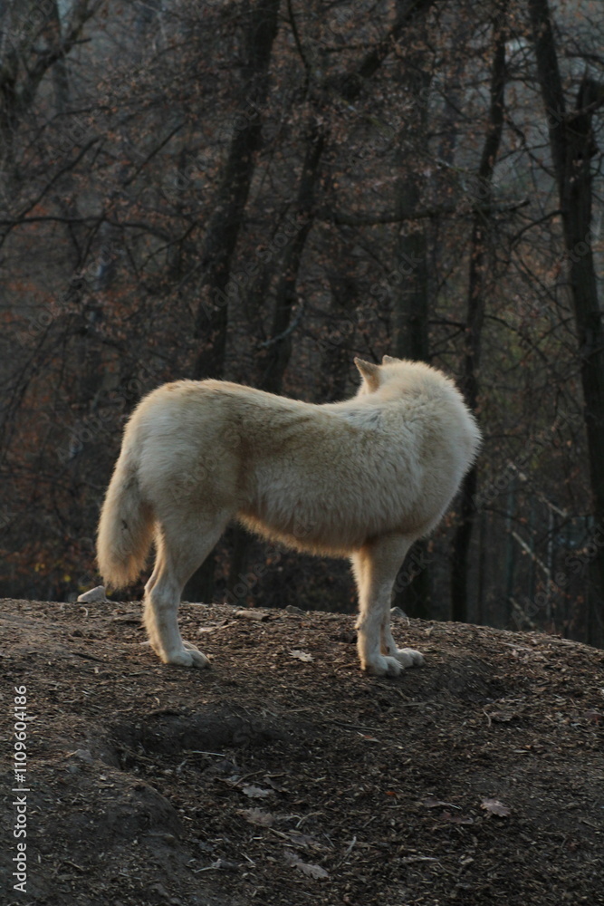 An arctic wolf -canis lupus arctos- standing amongst fallen trees in a wolf sanctuary. male Arctic wolf (Canis lupus arctos). Iconic White arctic wolf from wolves laughing meme in Zoo Brno An arctic wolf -canis lupus arctos- standing amongst fallen trees in a wolf sanctuary. male Arctic wolf (Canis lupus arctos). Iconic White arctic wolf from wolves laughing meme in Zoo Brno