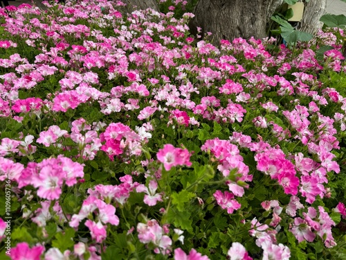 Pelargonium graveolens citrosum citronella mosquito repellent sweet scented old fashioned hot pink purple white flowers macro closeup Geranium against green leaves background. Attar of Roses. 