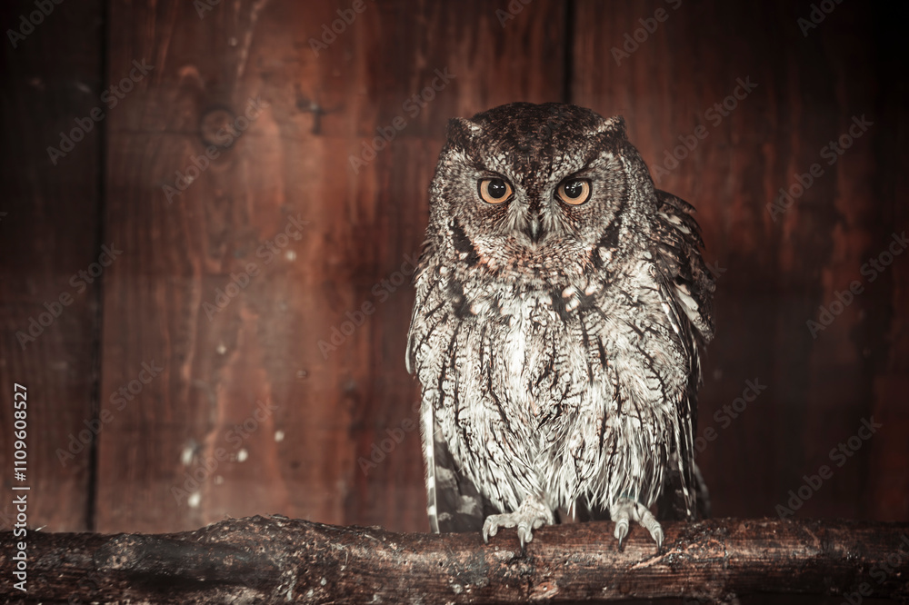 Fototapeta premium little owl with in an old farm