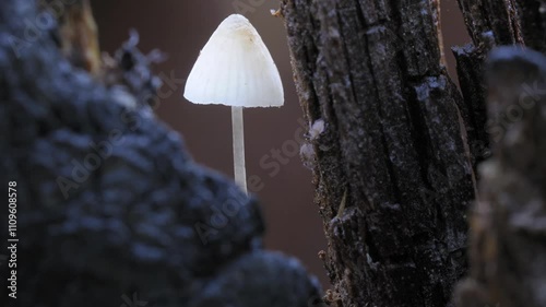 Tiny white Mycena mushroom grows among dark tree bark in a tranquil forest