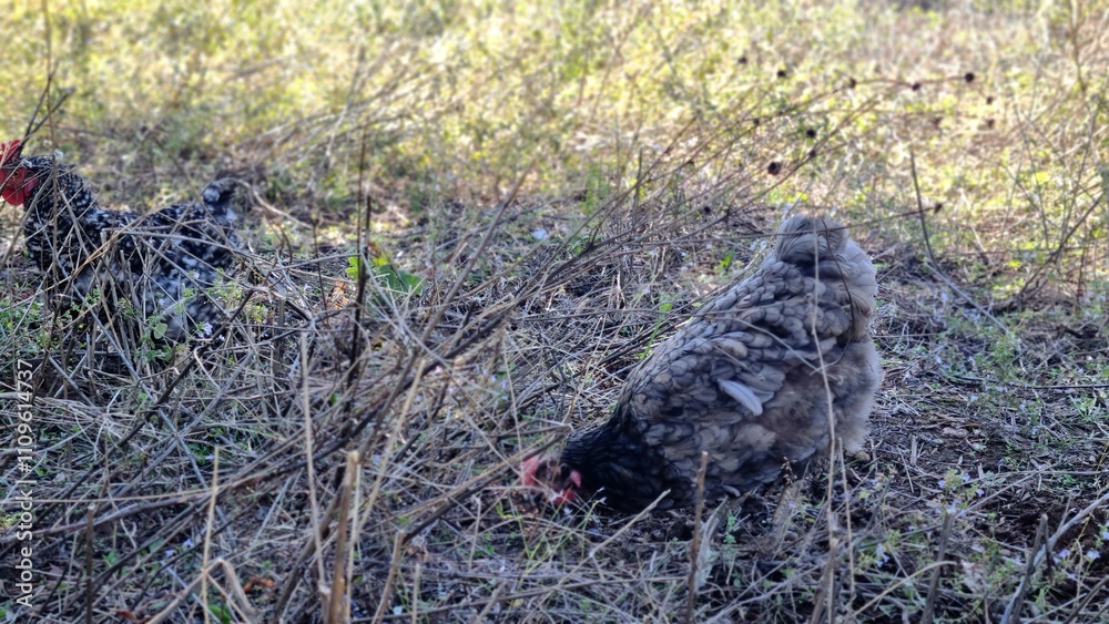 A speckled hen scratches the ground in a field A speckled hen scratches the ground in a field