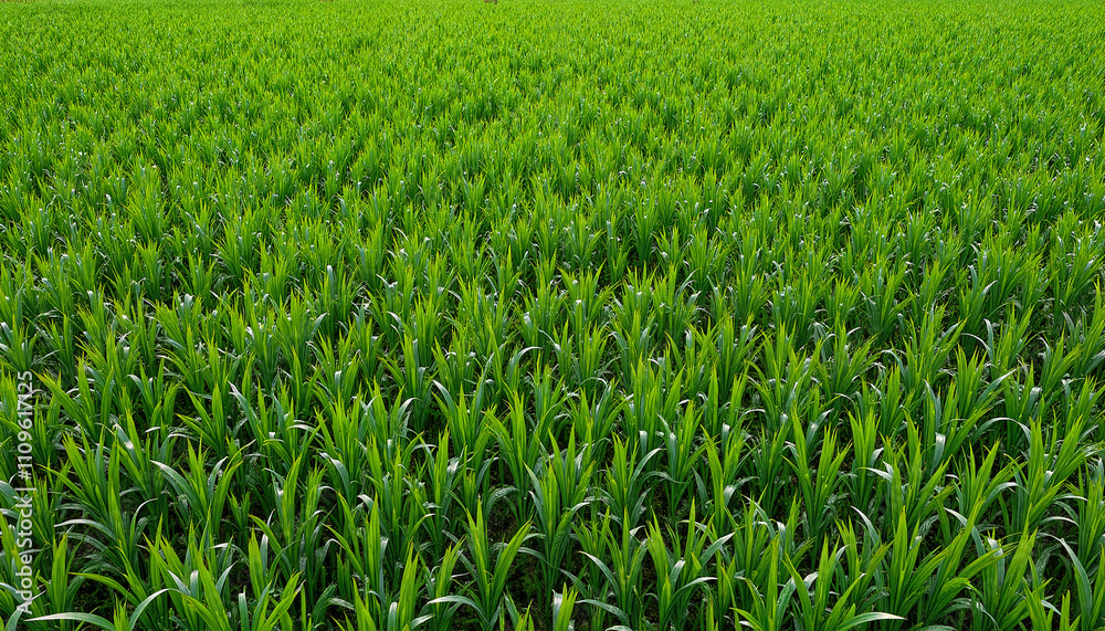 Green cornfield under bright natural sunlight Green cornfield under bright natural sunlight