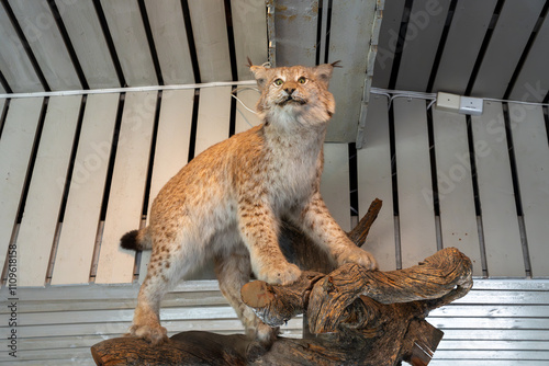 Lynx mount with wood base on display
