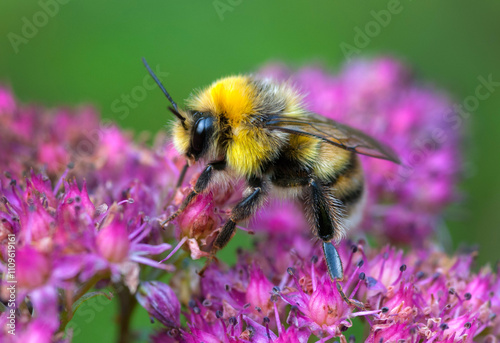 Beautiful bumblebee on a pink flower collects nectar.