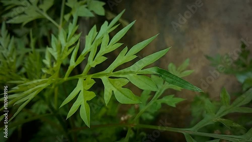 close up of a plant