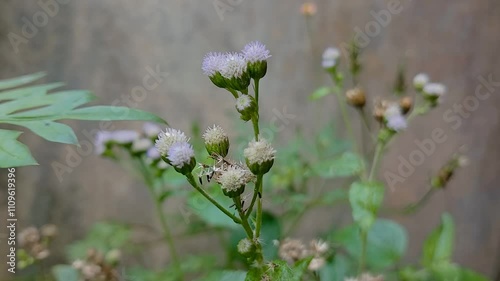 flowers in the garden