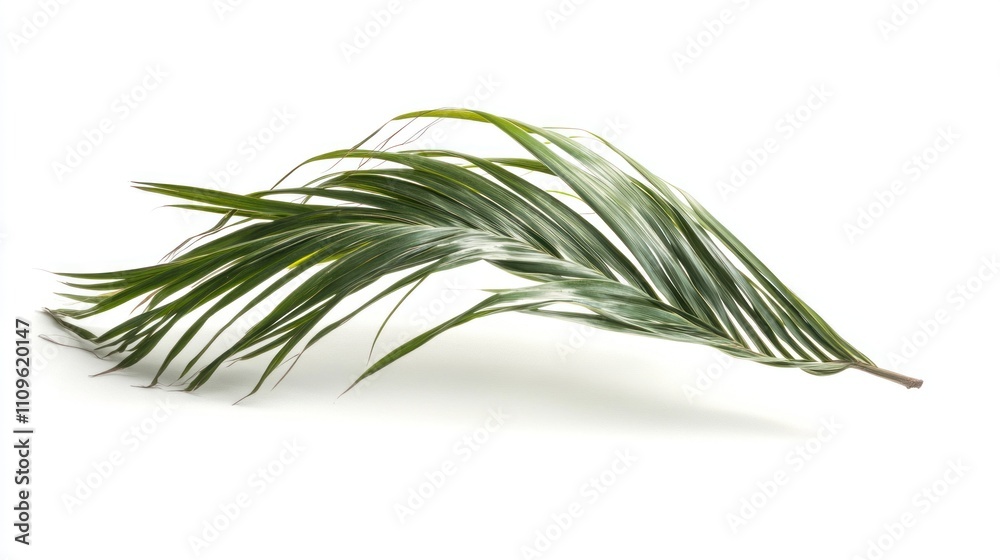 Elegant Green Palm Leaf Isolated on a White Background Perfect for Nature, Tropical, or Botanical Themes in Design and Art Projects Elegant Green Palm Leaf Isolated on a White Background Perfect for Nature, Tropical, or Botanical Themes in Design and Art Projects