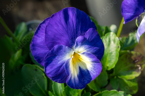 Viola 'Janet' a spring to autumn fall flowering alpine plant with a purple blue summertime flower commonly known as a pansy, gardening stock photo image photo