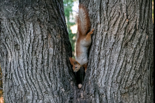 Fényképezés A squirrel climbs down a tree trunk for a nut