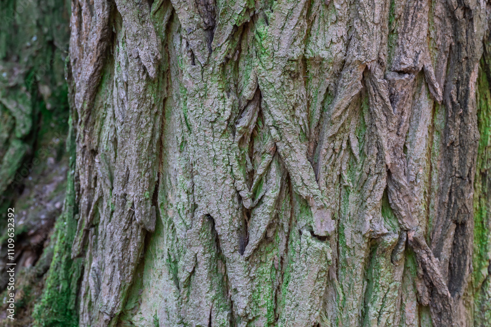 Pattern of nature tree bark covered green moss close-up. Intricacy textured moisture effect in forest. Rough surface of brown trunk and lichen. Weathered and rugged bark background of tree trunk. Pattern of nature tree bark covered green moss close-up. Intricacy textured moisture effect in forest. Rough surface of brown trunk and lichen. Weathered and rugged bark background of tree trunk.
