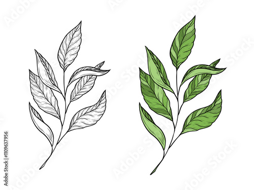 Vector illustration of a branch with tea leaves. Hand drawn linear graphics. Color and black and white variants. Illustration for design and packaging of tea, green, black and oolong tea.