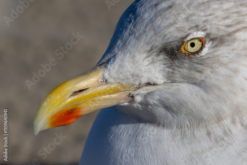 Fototapet Close-up of the head of a herring gull
