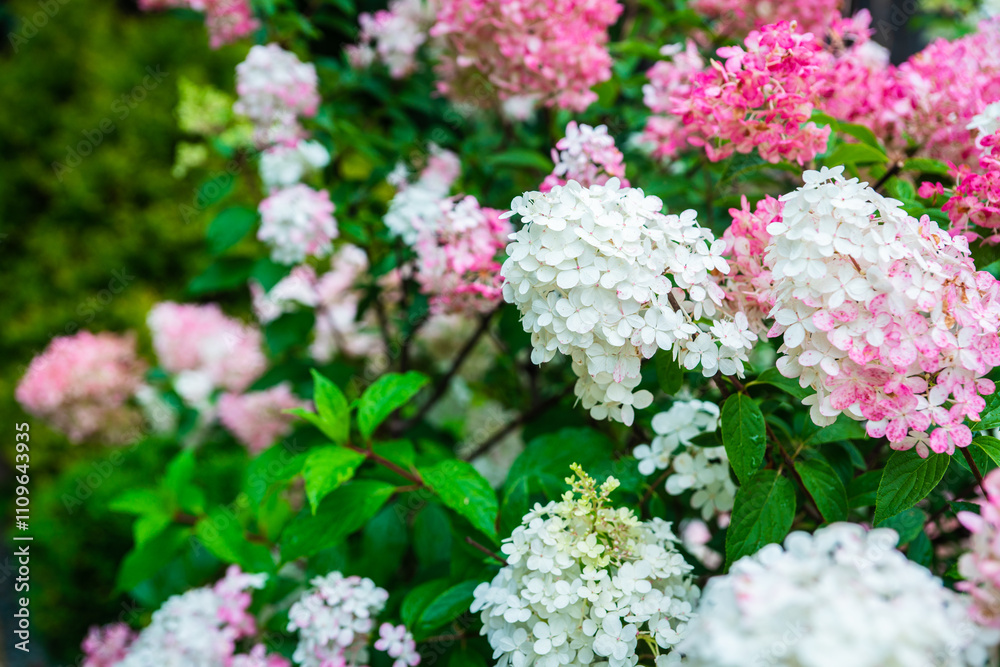 Blooming hydrangea Blooming hydrangea