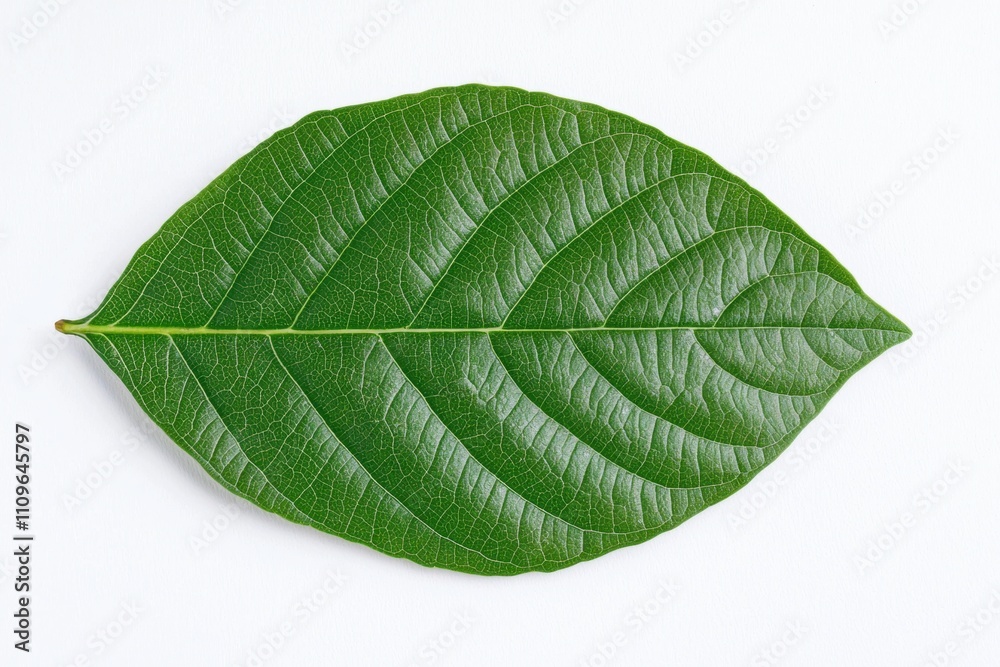 Obraz premium Detailed macro shot of a vibrant green leaf