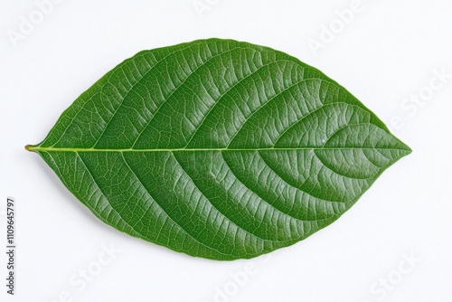 Detailed macro shot of a vibrant green leaf photo