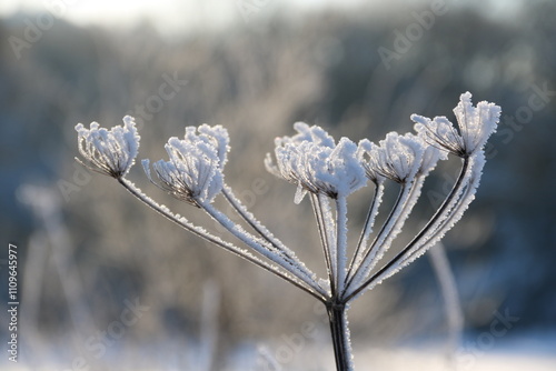 Eisblume in der Natur am Waldrand photo