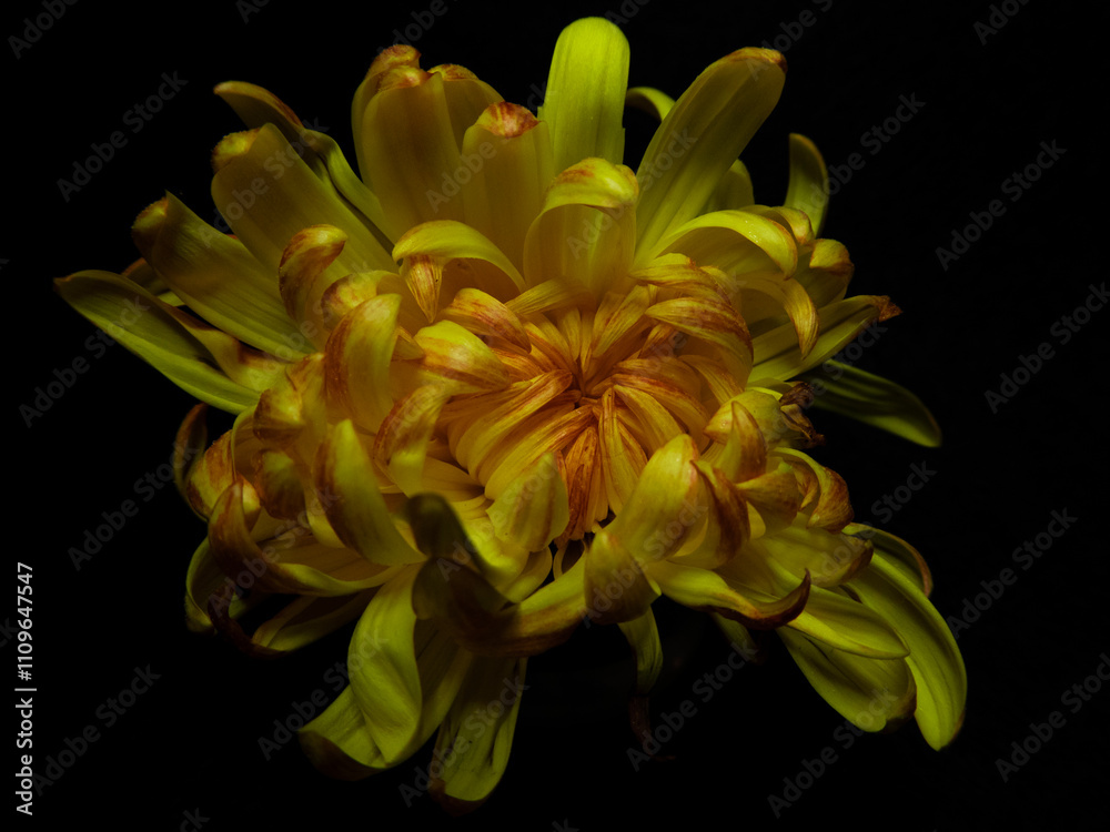 Close-Up of Vibrant Yellow Chrysanthemum Flower on Black Background Close-Up of Vibrant Yellow Chrysanthemum Flower on Black Background