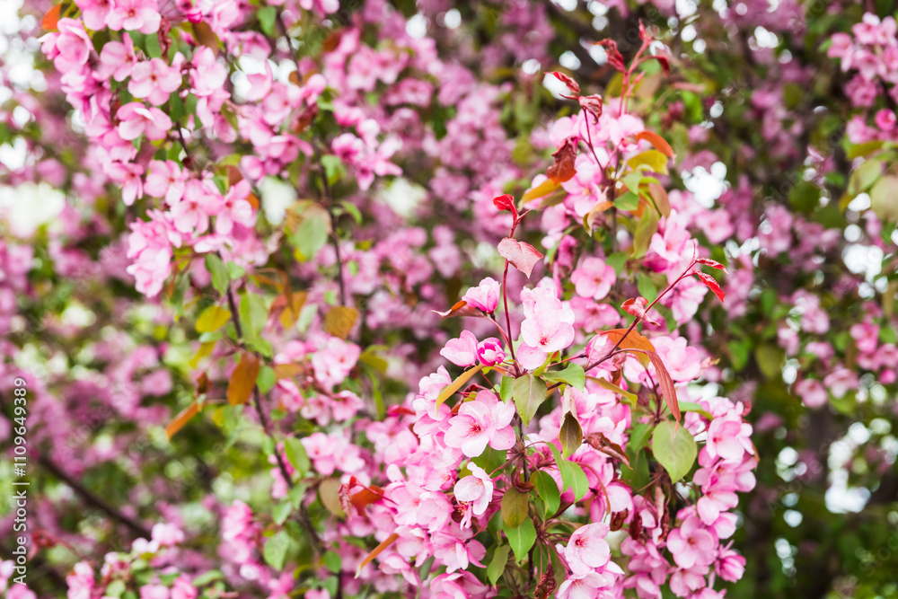 Blooming pink apple tree in the garden. Selective focus. Blooming pink apple tree in the garden. Selective focus.