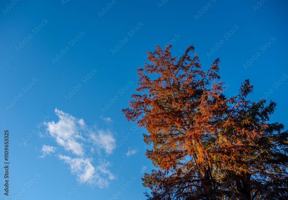 Herbstlich rot gefärbte Baumkrone vor einem blauen Himmel Herbstlich rot gefärbte Baumkrone vor einem blauen Himmel