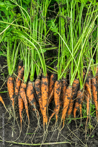 Freshly harvested dirty carrots laying on the ground after harvesting. Shot from above.